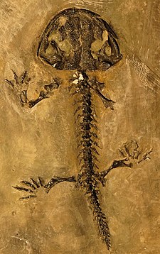 Skeleton of Karaurus sharovi, a stem-group salamander from the Middle to Late Jurassic of Kazakhstan Karaurus sharovi.JPG