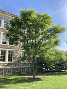 Kentucky coffeetree on the campus of Haverford College, Haverford, PA, USA.jpg