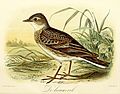 Illustration af John Gerrard Keulemans (1869)