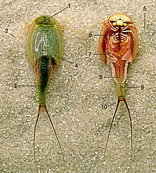 カブトエビ Wikipedia