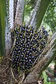 Elaeis guineensis (Oil palm)