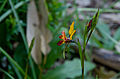 Diuris corymbosa