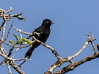 <span class="mw-page-title-main">São Francisco black tyrant</span> Species of bird