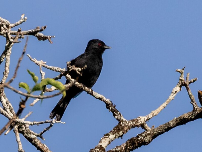 File:Knipolegus franciscanus Caatinga Black-Tyrant (male), Lapa Grande State Park, Montes Claros, Minas Gerais, Brazil.jpg