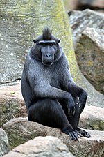 Thumbnail for Celebes crested macaque