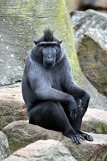 <span class="mw-page-title-main">Celebes crested macaque</span> Species of Old World monkey