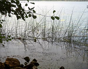 Laacher See: Bezeichnung, Beschreibung, Geologie und vulkanische Aktivitäten