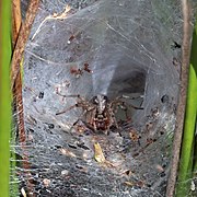 Agelena labyrinthica samica w sieci