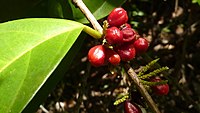 fruit and foliage