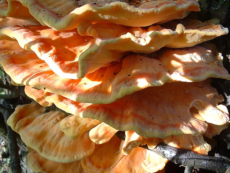 File:Laetiporus sulphureus 03.jpg