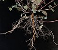 Lamium amplexicaule root colored.JPG