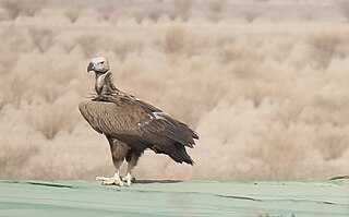 <i>Torgos tracheliotos negevensis</i> Subspecies of vulture