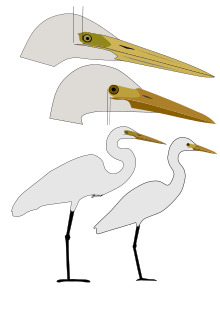 Sketch comparing gapes of intermediate and great egrets Large Intermediate Egrets.svg