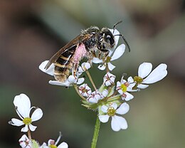 Bộ sưu tập Côn trùng - Page 46 260px-Lasioglossum_marginatum_female_1