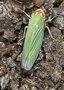 Leafhopper - Xyphon flaviceps, Родос тоғаны, Солтүстік Каролина.jpg