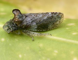 <i>Ledra aurita</i> Species of true bug