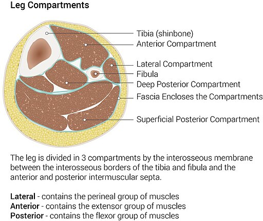 fascial compartments that contain your calves and other lower leg muscles