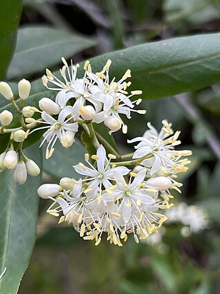 <i>Leionema ambiens</i> Species of shrub