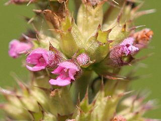 <i>Chaiturus</i> Genus of flowering plants