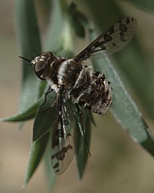 Lepidanthrax sp 1.jpg 