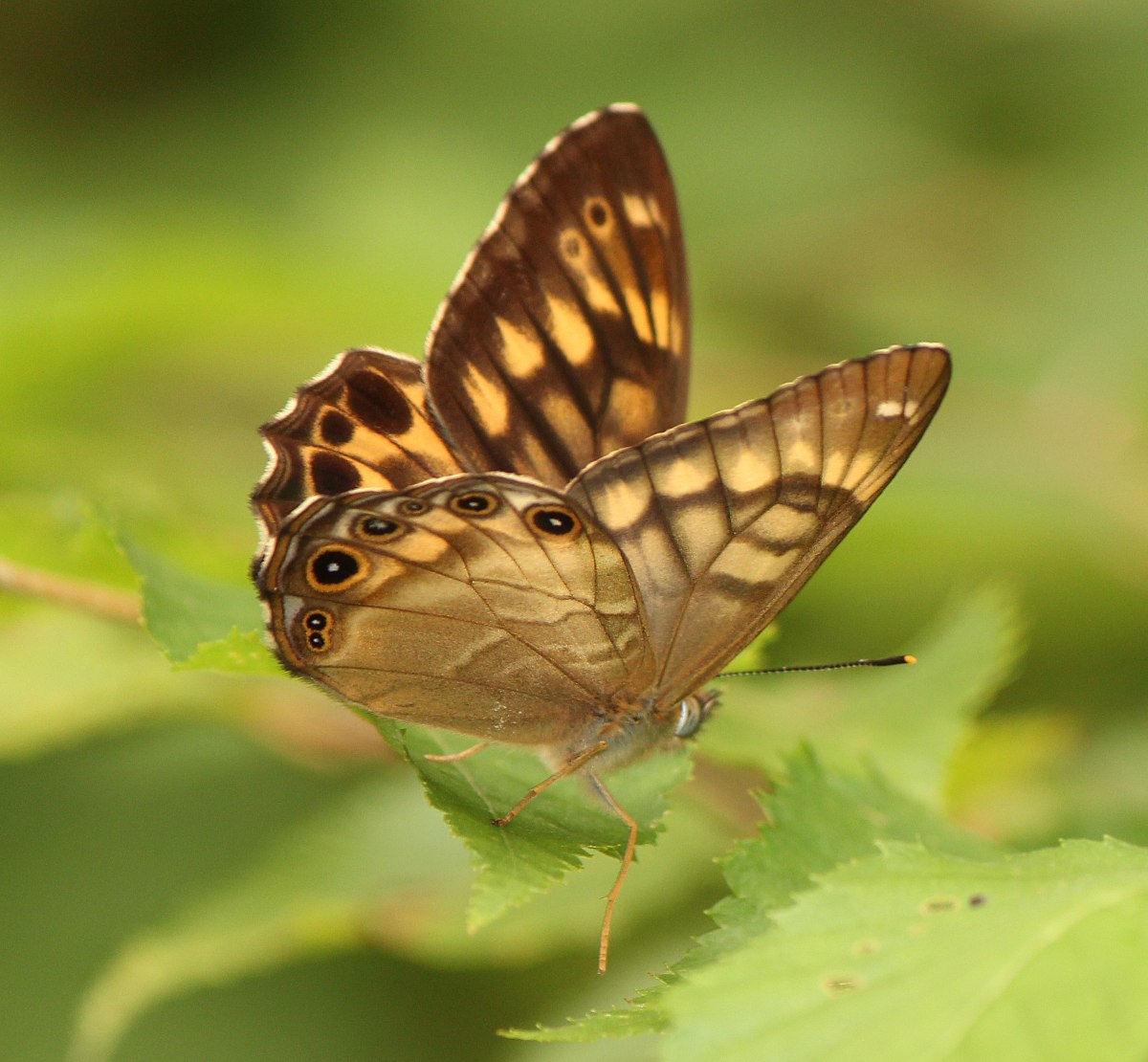 Lethe callipteris