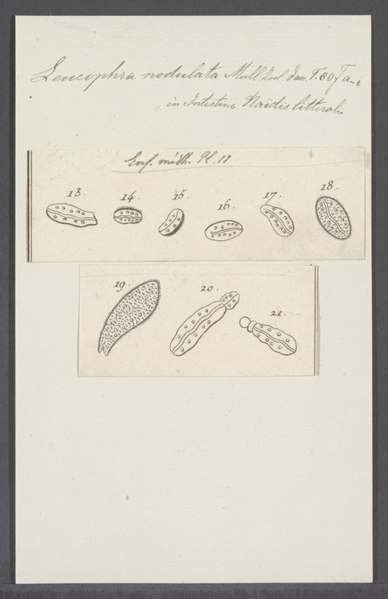 File:Leucophra nodulata - - Print - Iconographia Zoologica - Special Collections University of Amsterdam - UBAINV0274 113 16 0028.tif