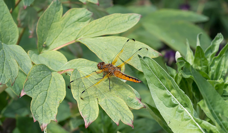 File:Libellula fulva sur une feuille de pivoine.jpg