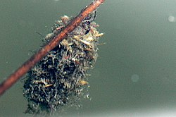 Limnephilus.stigma.larva.jpg