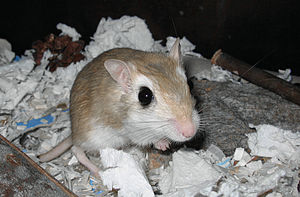 Pale gerbil