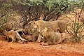 * Nomination Kalahari lions (Panthera leo) --Charlesjsharp 10:03, 2 February 2022 (UTC) * Promotion  Support Good quality while also being a great example of lions day-to-day family life and diet. --Lallint 22:03, 2 February 2022 (UTC)