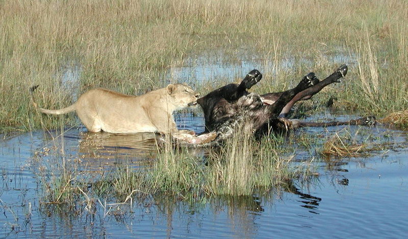 File:Lion with buffalo cropped.jpg