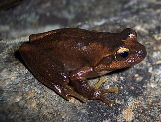 <span class="mw-page-title-main">Littlejohn's tree frog</span> Species of amphibian