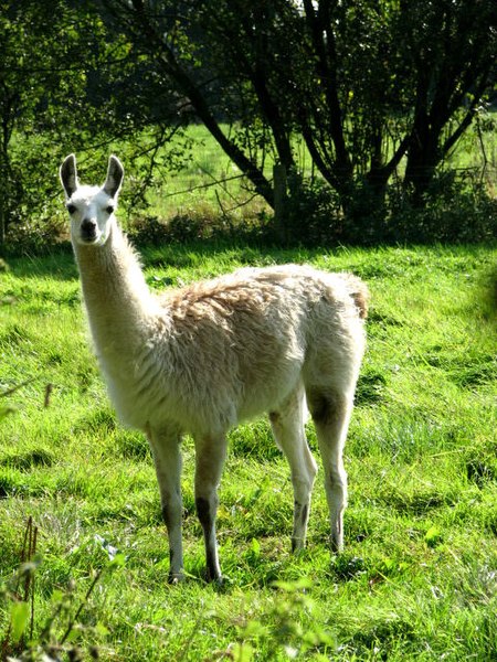 File:Llama (Lama glama) - geograph.org.uk - 564166.jpg