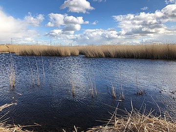 Y llyn yng Nghorsydd Rainham