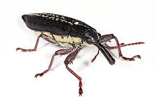 <i>Rhinotia hemisticta</i> Species of beetle