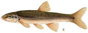 Longnose dace.jpg