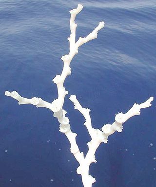 <i>Lophelia</i> Species of cnidarian