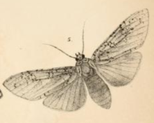 1865 drawing Lophocampa luxa.png