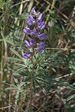 Vorschaubild für Bluebonnet (Pflanze)