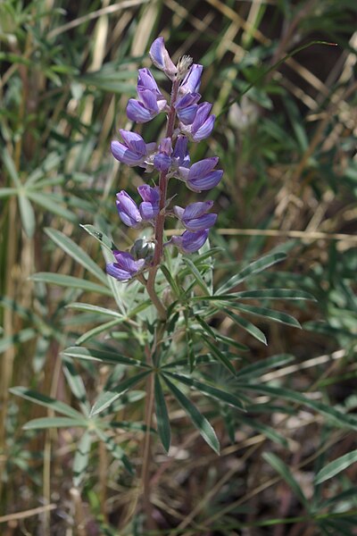 File:Lupinus argenteus1.jpg