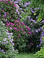 Blühende Rhododendren im Mai