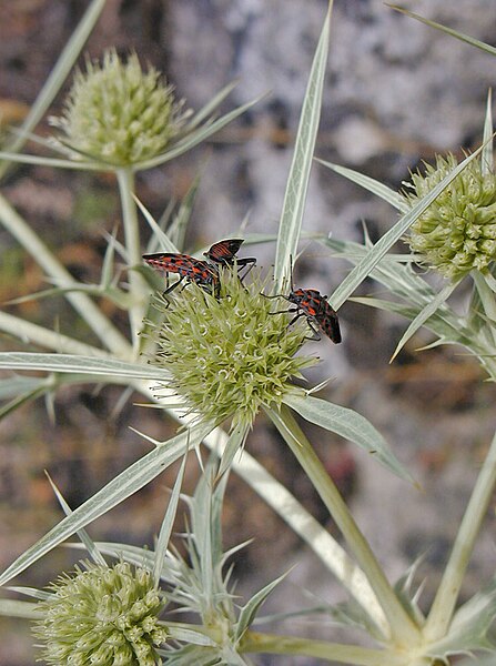 File:Lygaeus-Eryngium.jpg