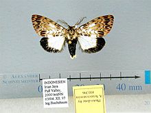 Lymantria ninayi male.jpg