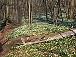 Märzenbecherwildbestand bei Ballenstedt