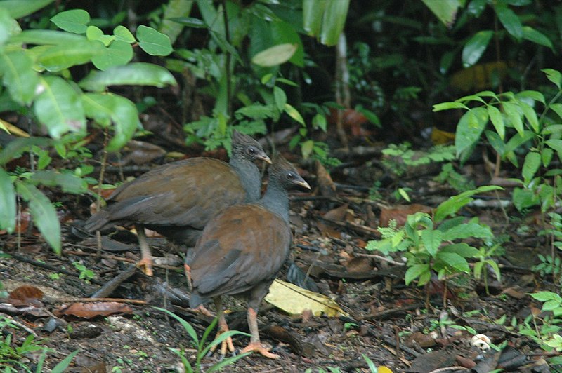 File:Mégapode de Reinwardt.jpg