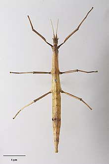 Tectarchus semilobatus