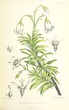 MELLISS(1875) p423 - PLATE 48 - Wahlenbergia Linifolia.jpg