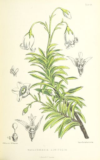 <i>Wahlenbergia linifolia</i> Species of flowering plant