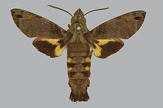 <i>Macroglossum aquila</i> Species of moth