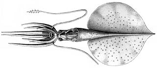 <i>Magnapinna talismani</i> Species of squid